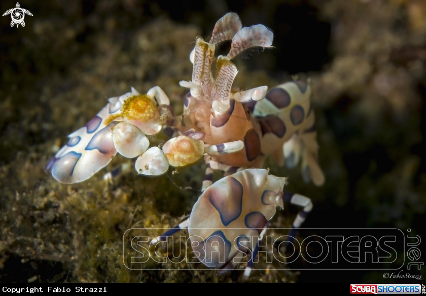 A Arlequin shrimp