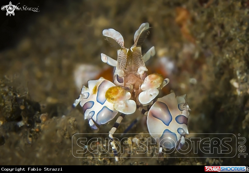 A Arlequin shrimp