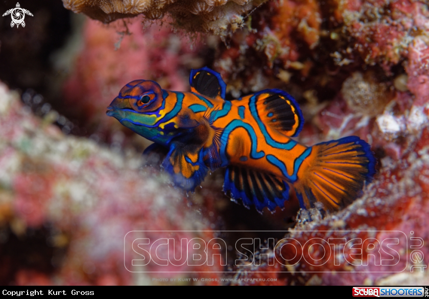 A Mandarin fish, Dragonet