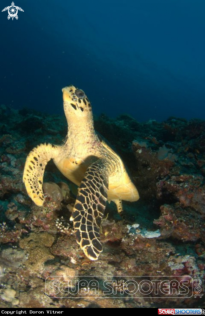 A sea turtle