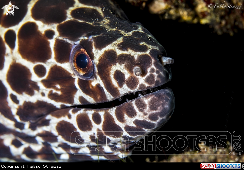 A LACED MORAY