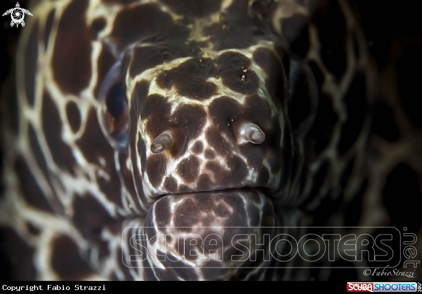 A LACED MORAY