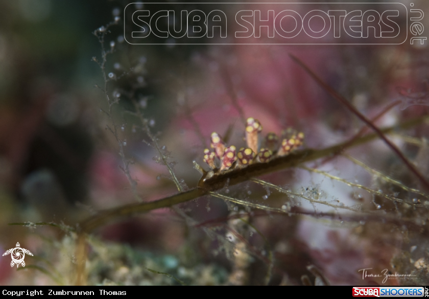 A Nudibranch 