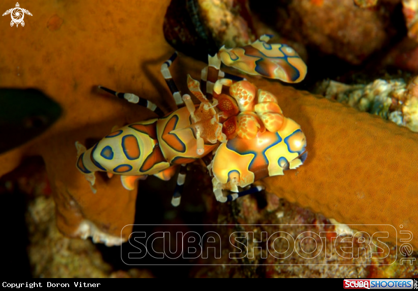 A harlequin shrimp