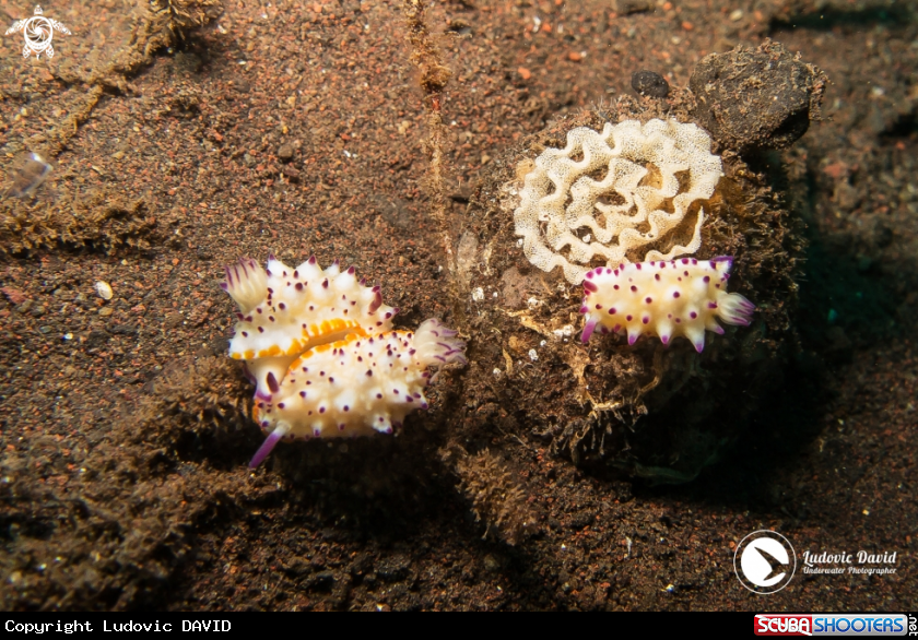 A Bumpy Mexichromis Nudibranch