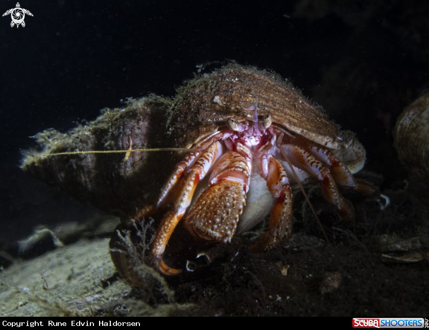 A Hermit crab