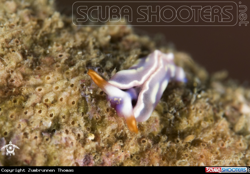 A Nudibranch 