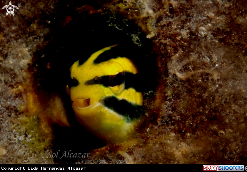 A Blenny