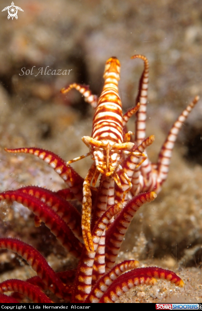 A crinoid shrimp