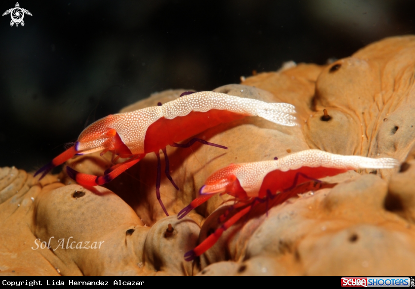 A Emperor shrimp