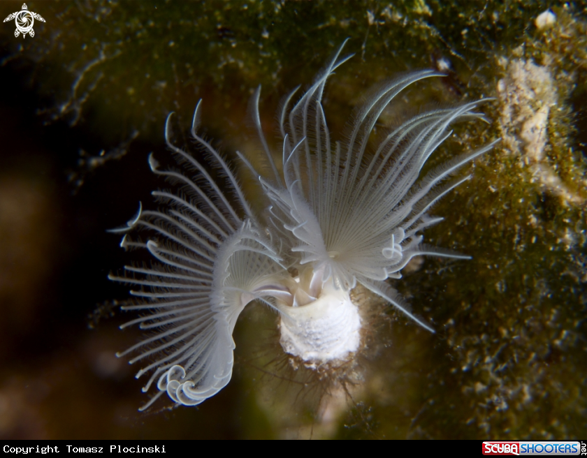 A underwater creature