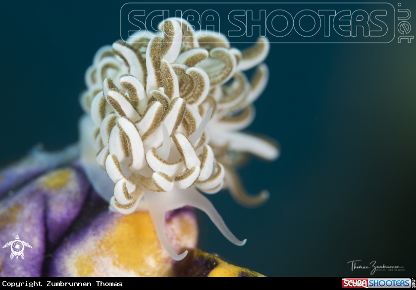 A Nudibranch 