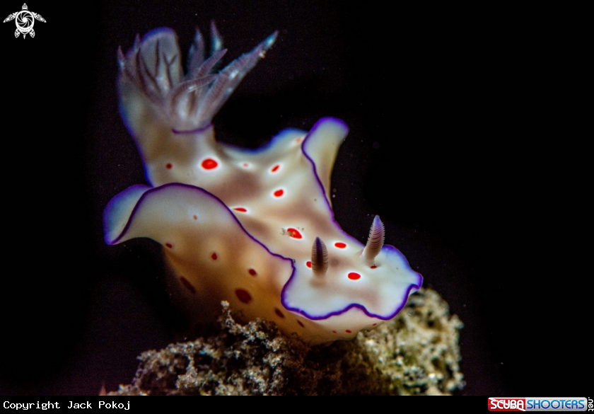 A Ceratosoma tenue