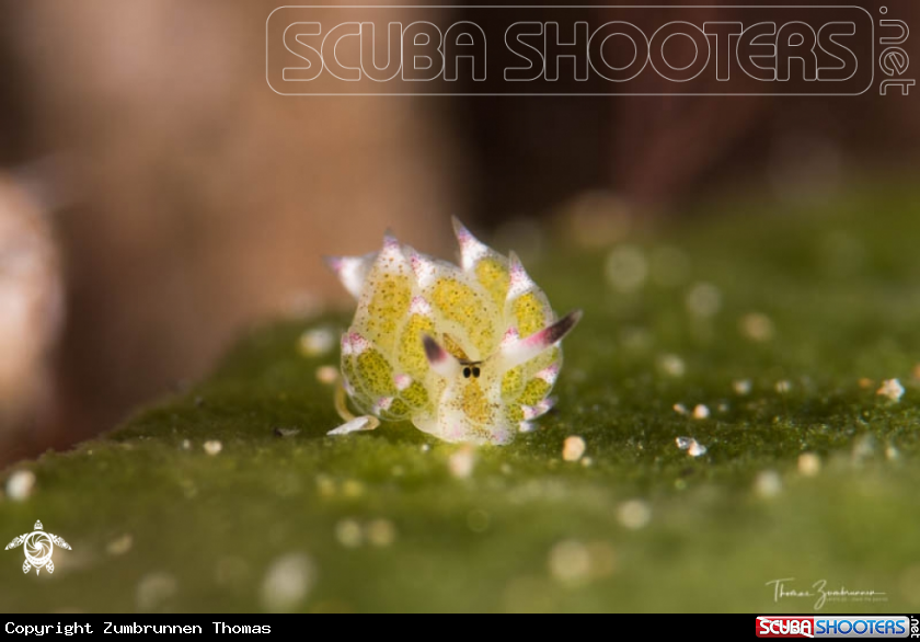 A Nudibranch 