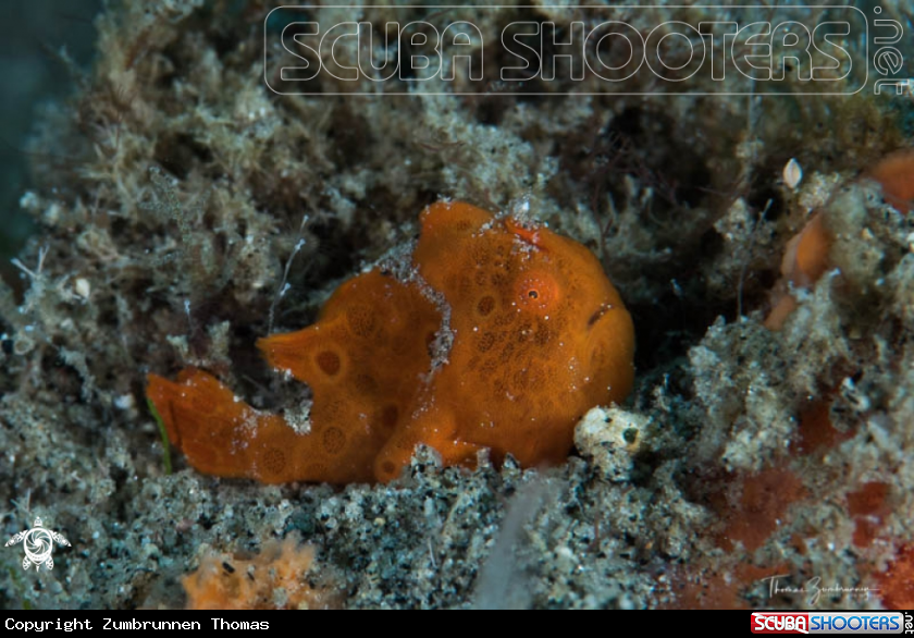 A Frogfish 