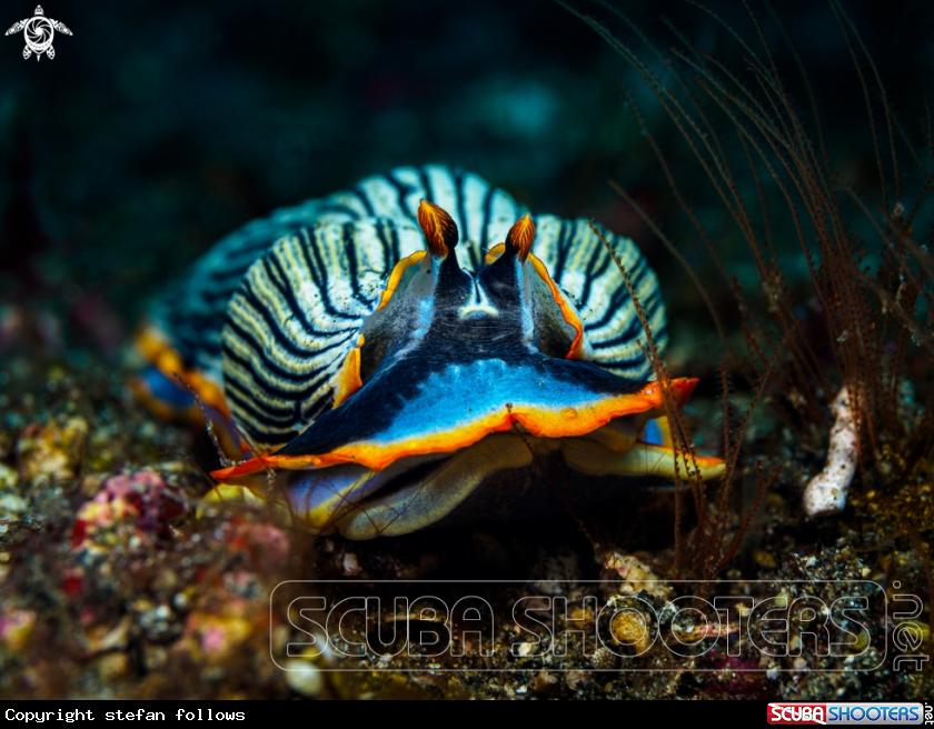 A Nudibranch