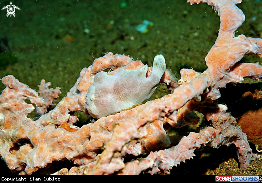 A frogfish