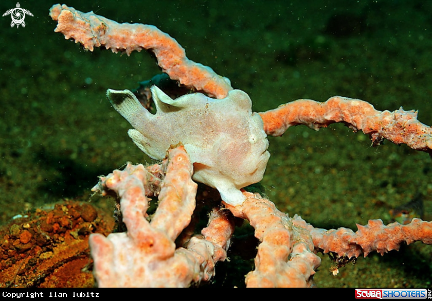 A frogfish