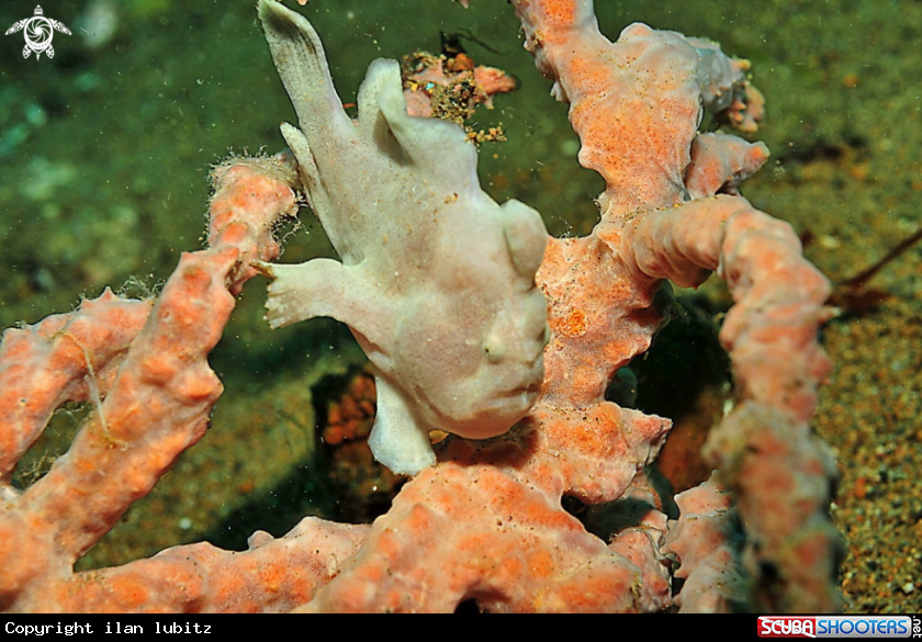 A frogfish