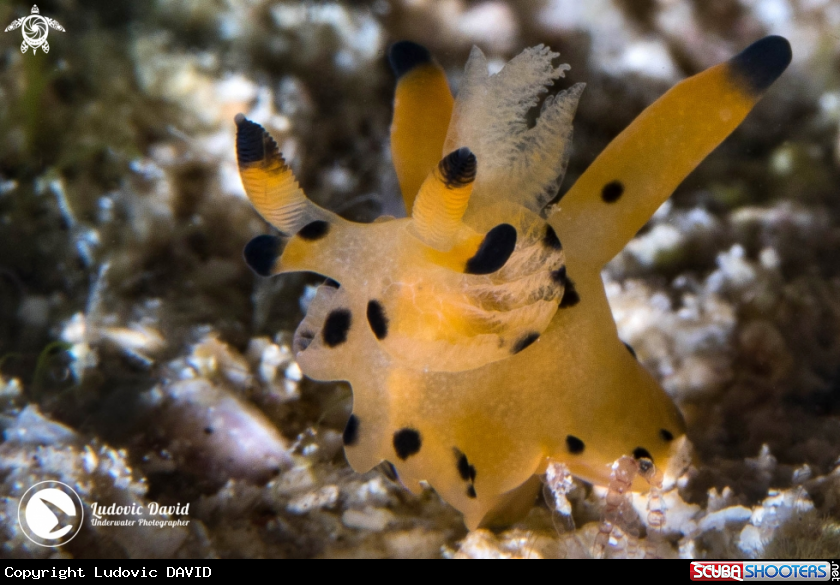 A Pikachu Nudibranch