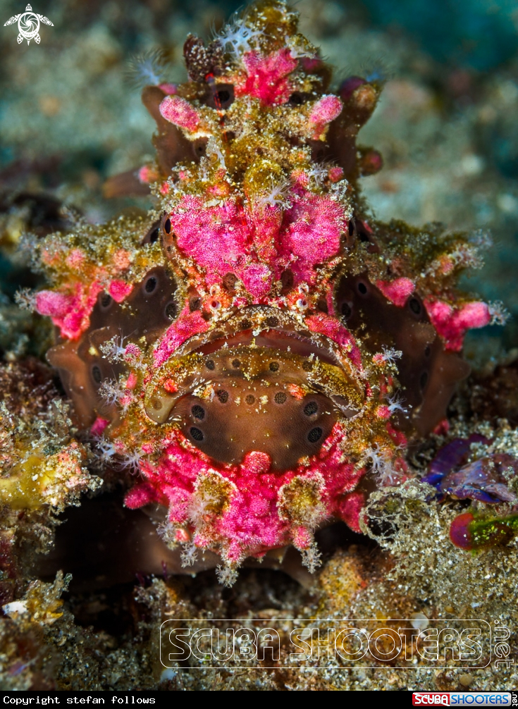 A Painted Frogfish