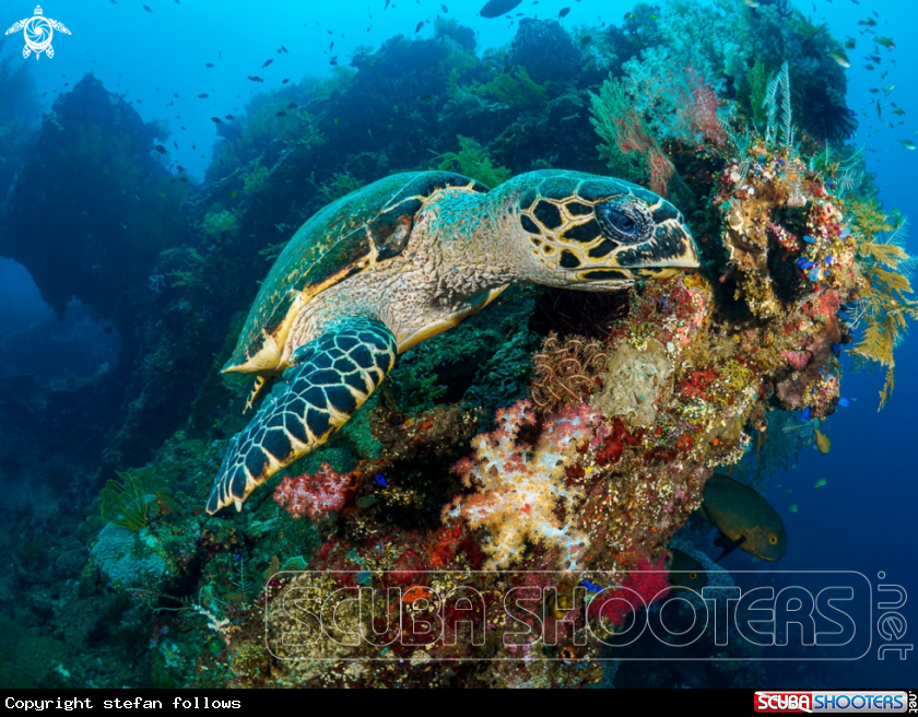 A Hawksbill Turtle