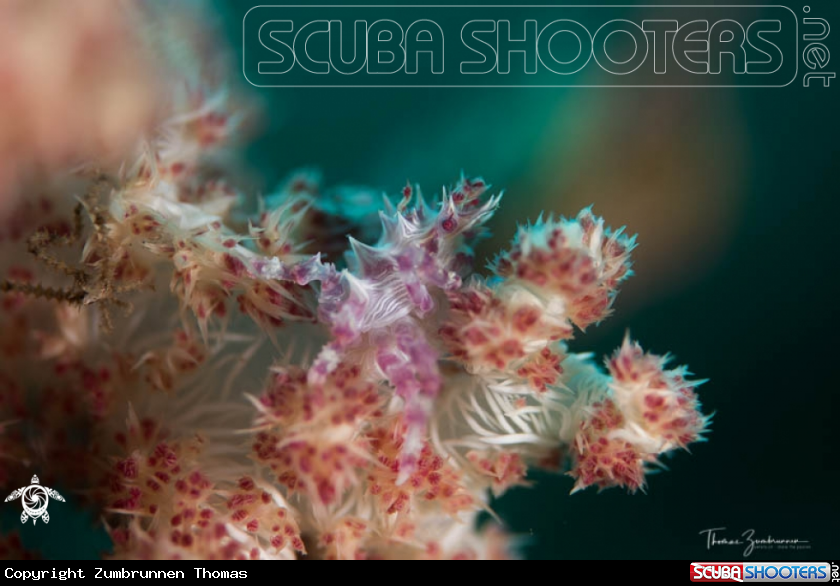 A Candy Crab 