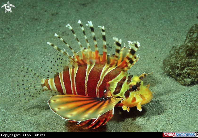 A lion fish