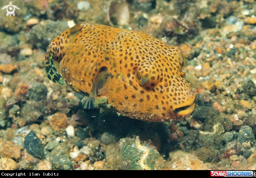 A reef fish