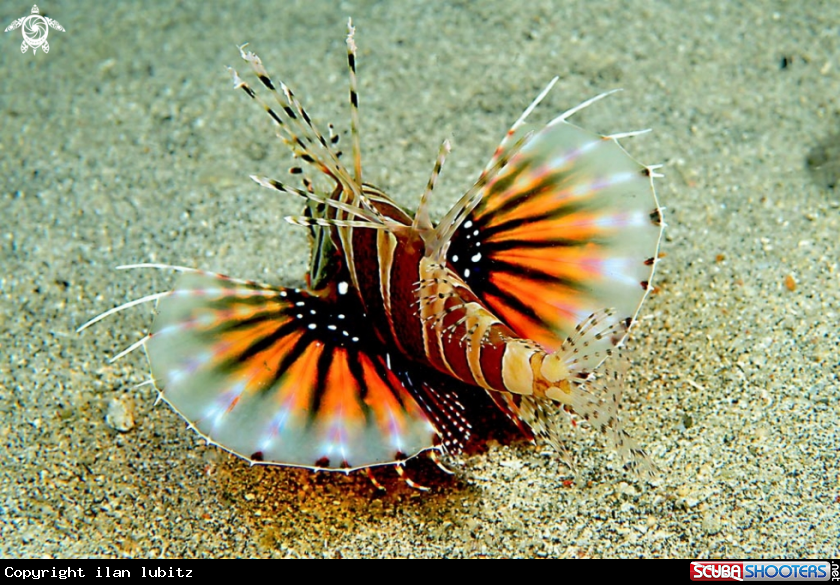 A lion fish