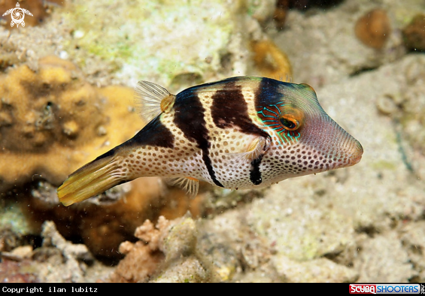 A toby puffer fish