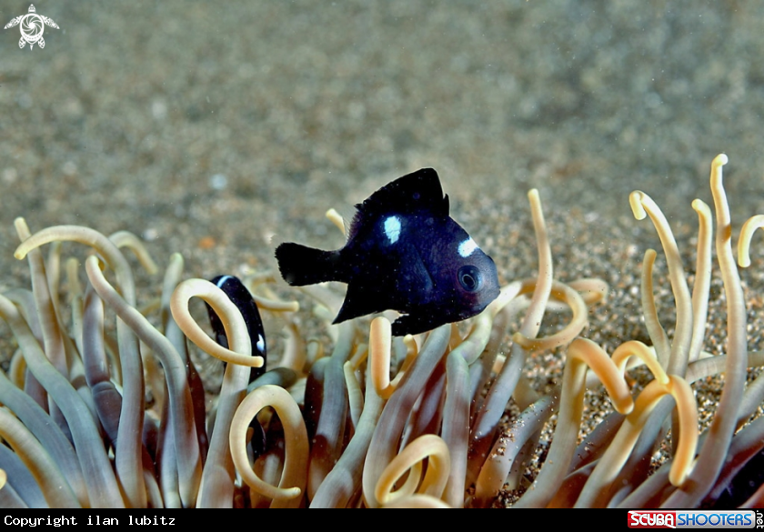 A reef fish