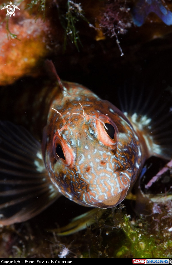 A Blenny