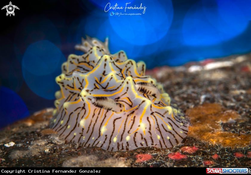 A Nudibranch