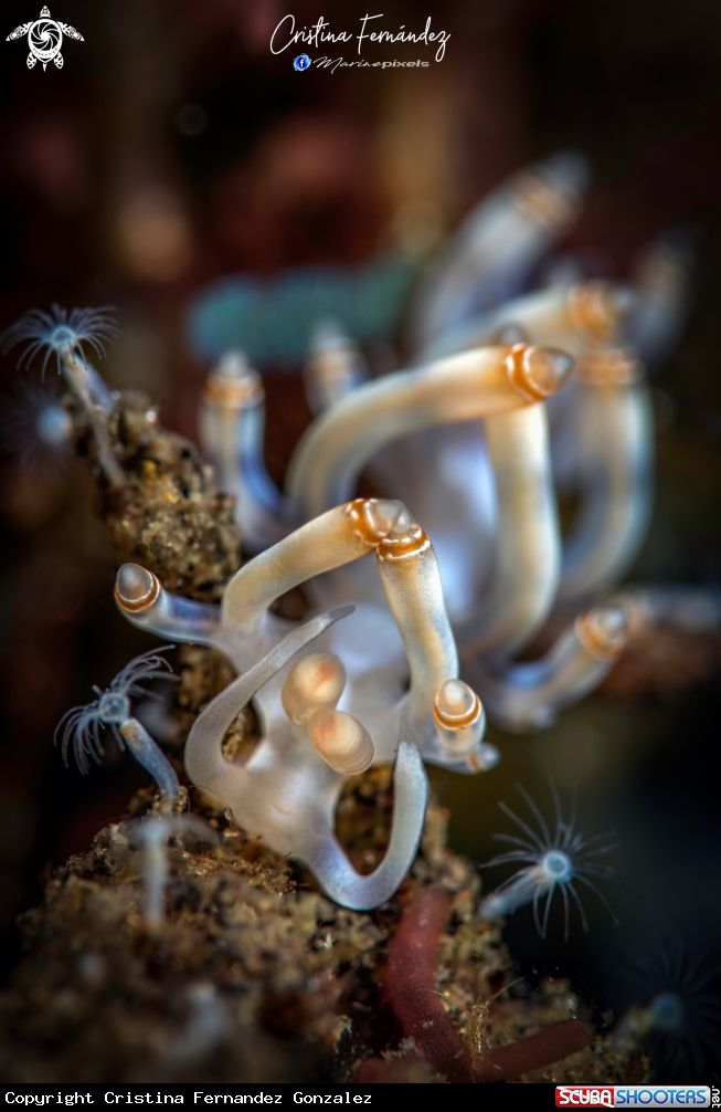 A Nudibranch