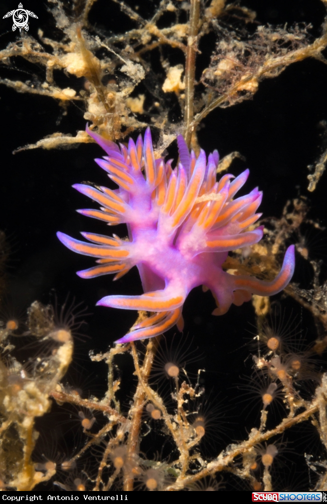 A Flabellina rosa