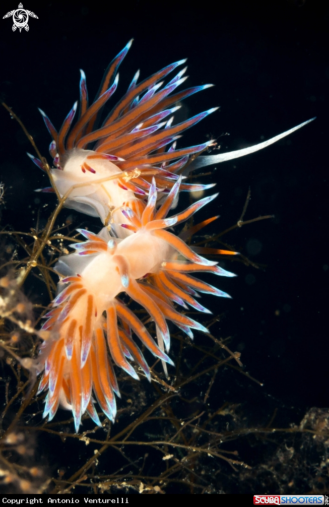 A Cratena Peregrina
