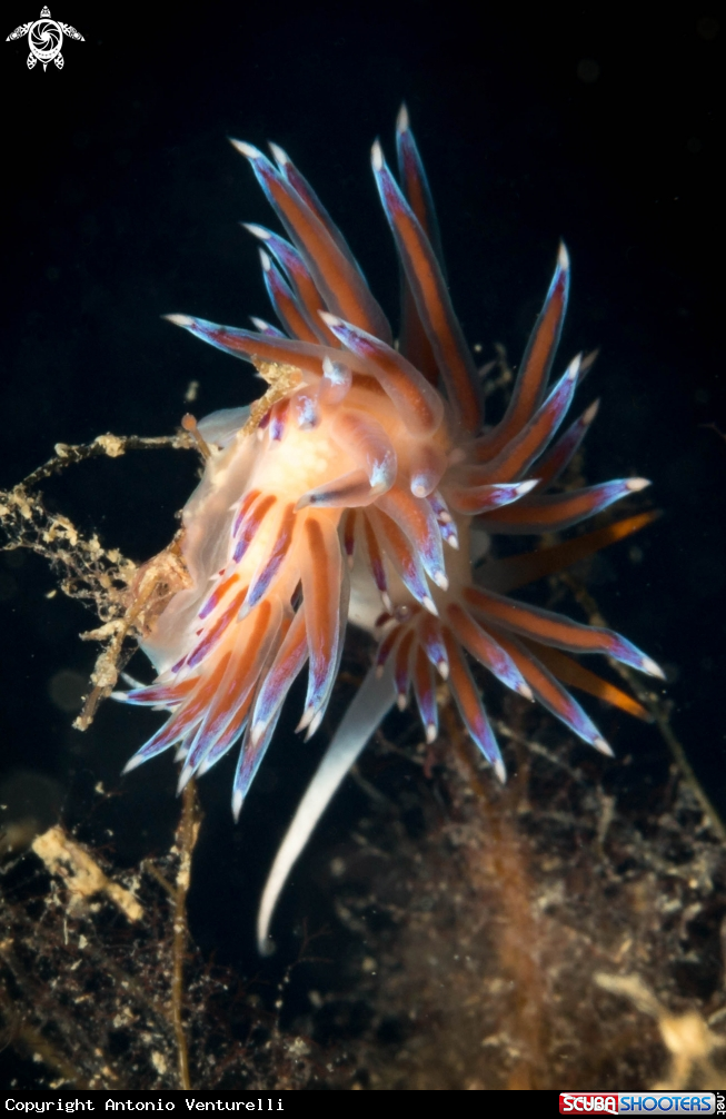 A Cratena Peregrina