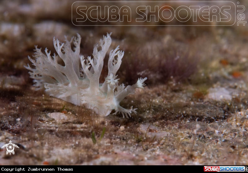 A Nudibranch 