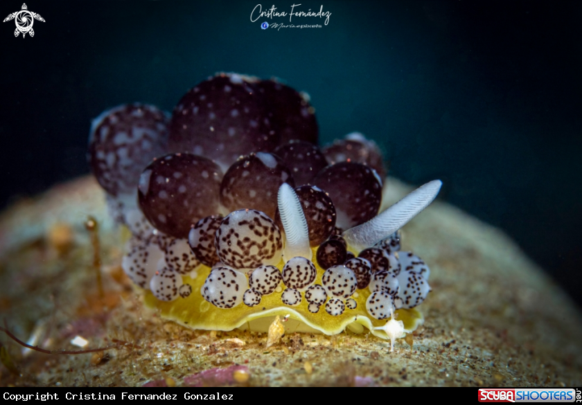 A Nudibranch