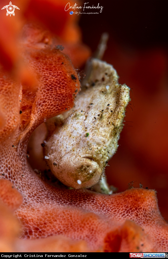 A Frogfish