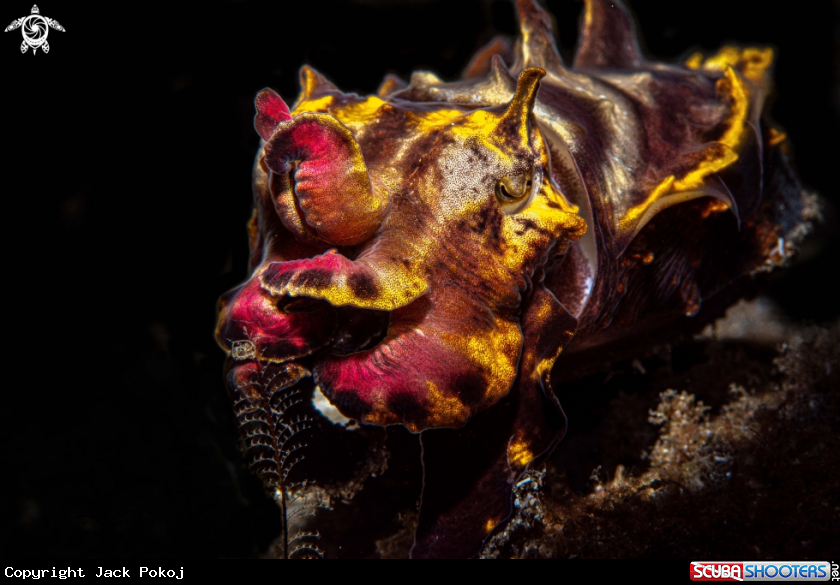 A Flamboyant cuttlefish
