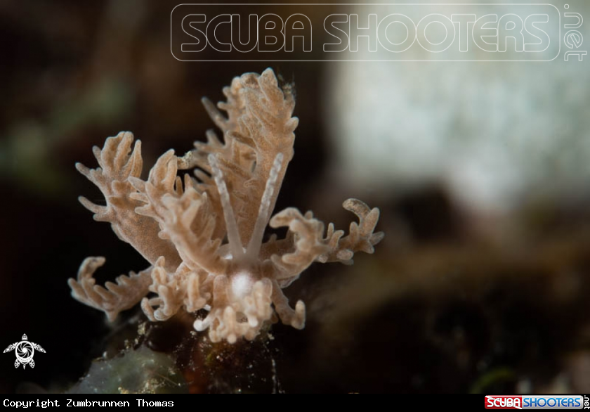 A Nudibranch 