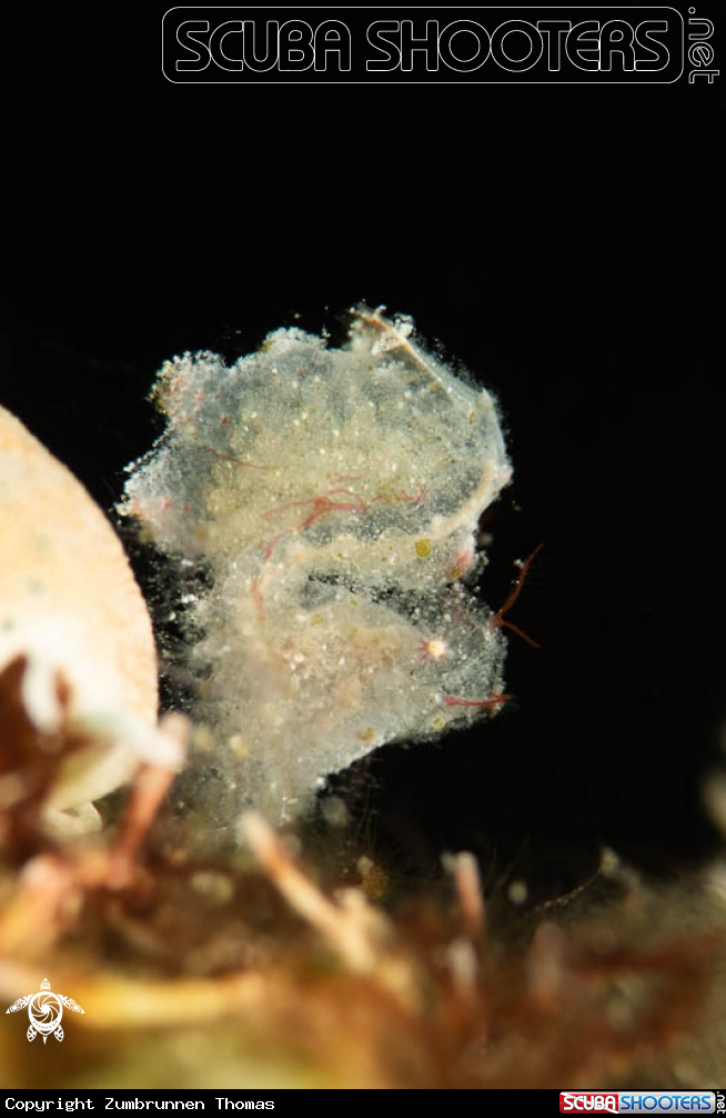 A Hairy Shrimp 