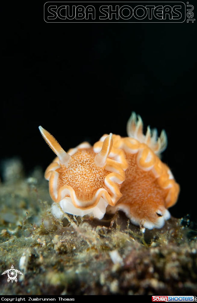 A Nudibranch 