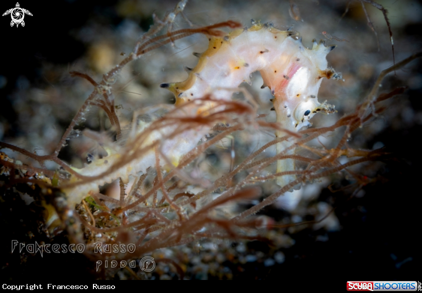 A Thorny Seahorse