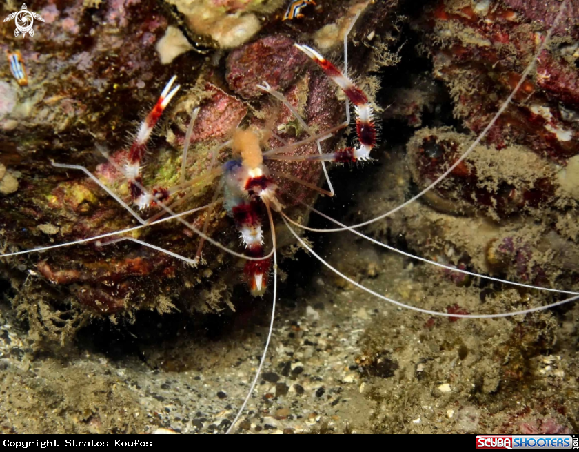 A underwater creature