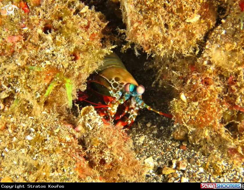 A underwater creature