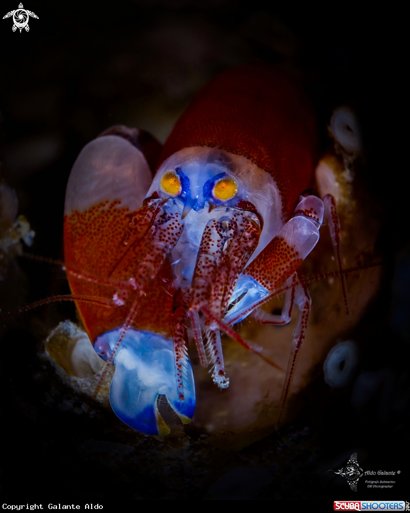 A Snapping Shrimp