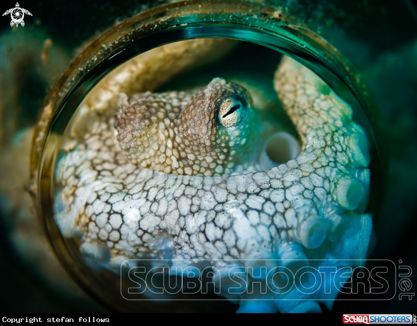 A Coconut Octopus